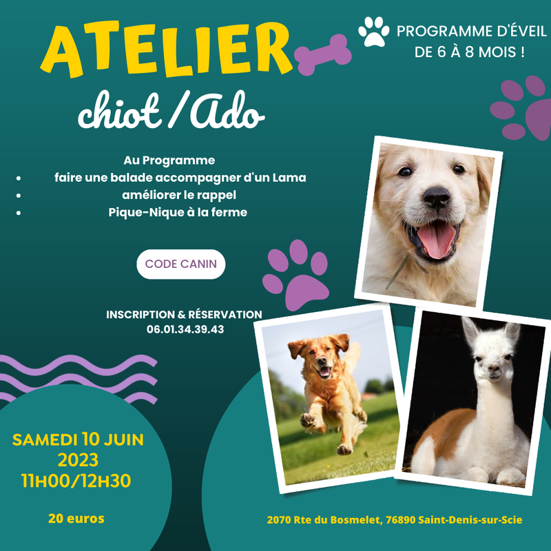 Atelier chiot