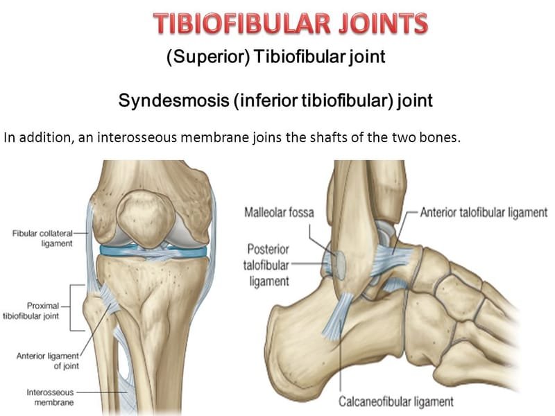 proximal and distal tibiofibular joint