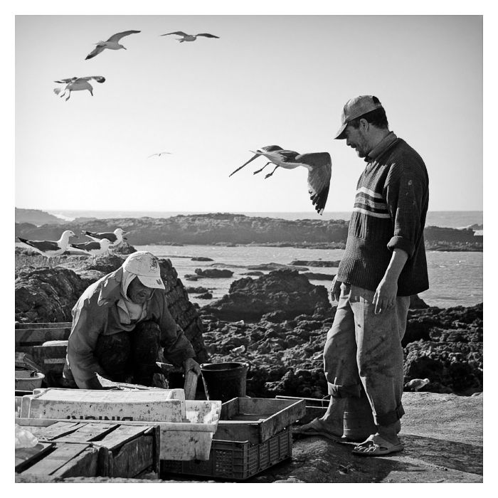 Retour de pêche, Essaouira, Maroc