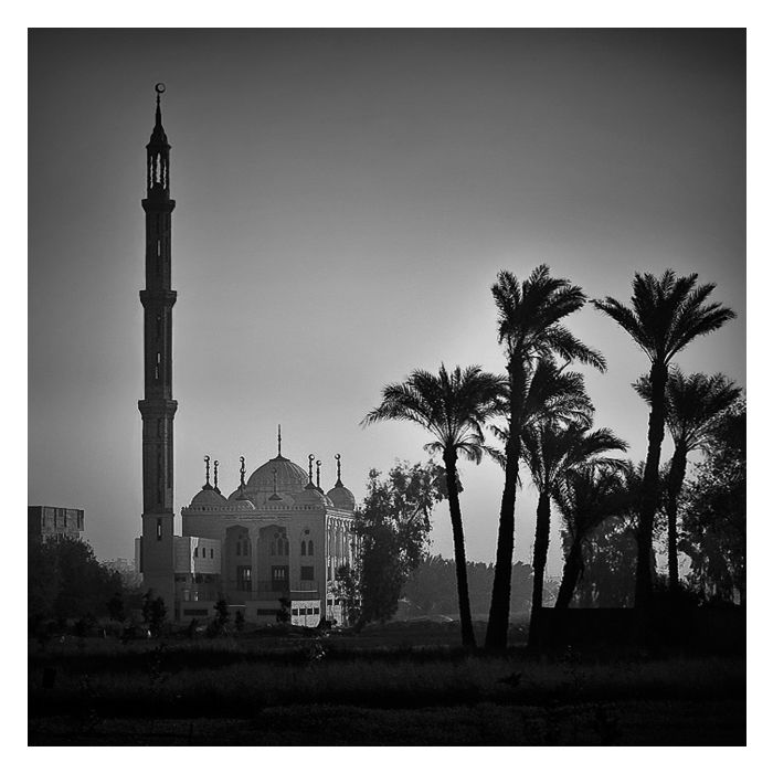 La mosquée et la palmeraie, Caire, Egypte