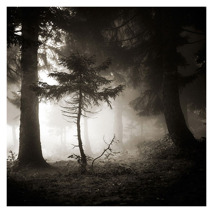 Ebru Sidar