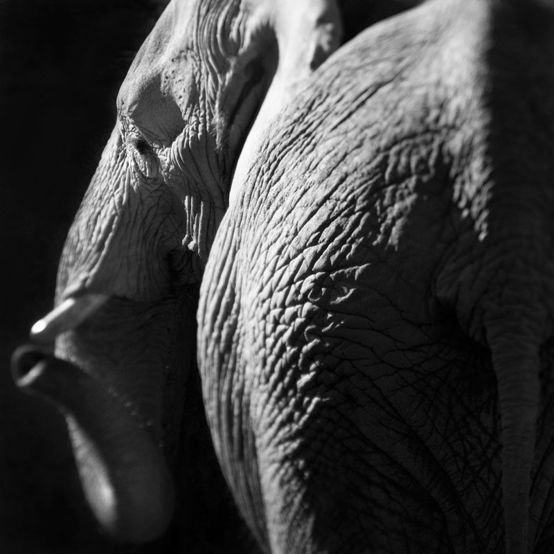 Anne Berry - Elephant, Zoo Atlanta 2011