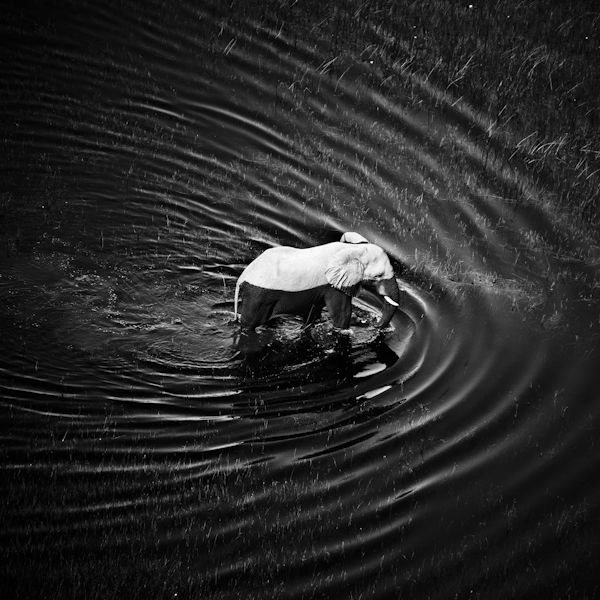 Laurent Baheux - Waves around elephant