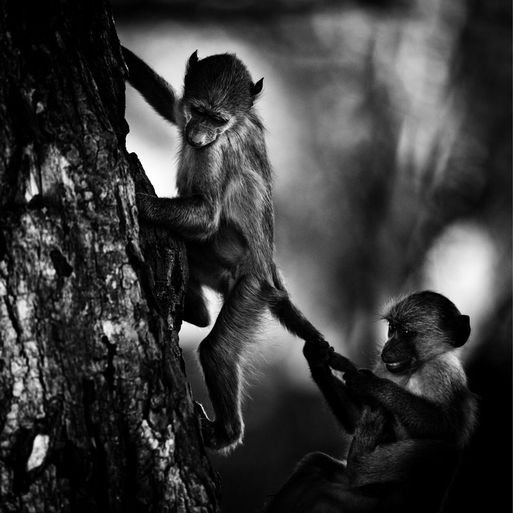 Laurent Baheux - Baboons