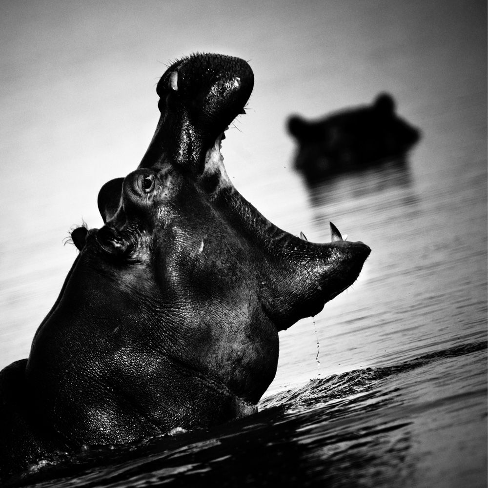 Laurent Baheux - Eat me