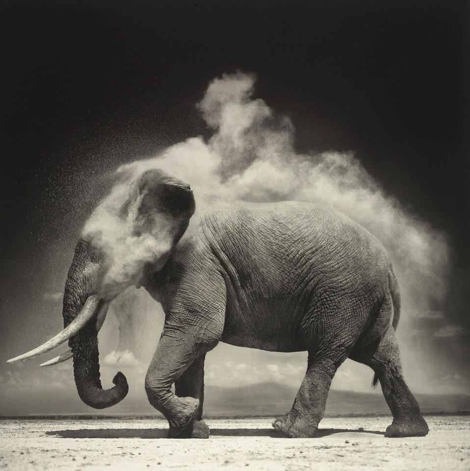 Nick Brandt - Elephant with Exploding Dust
