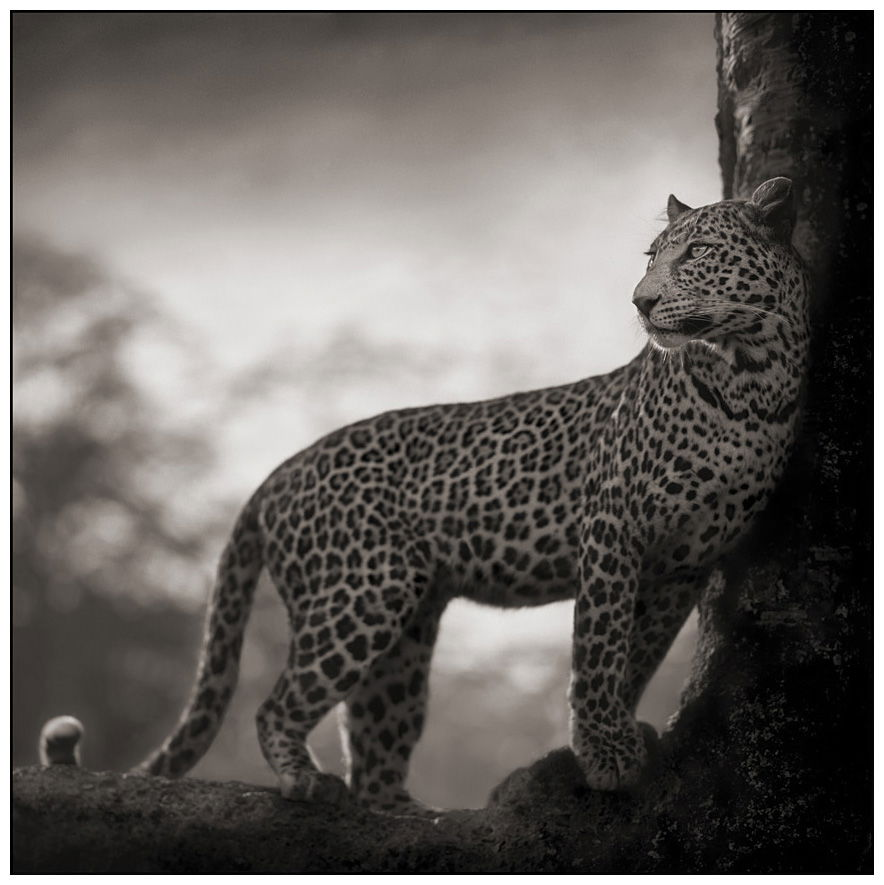 Nick Brandt - Leopard in crook of tree