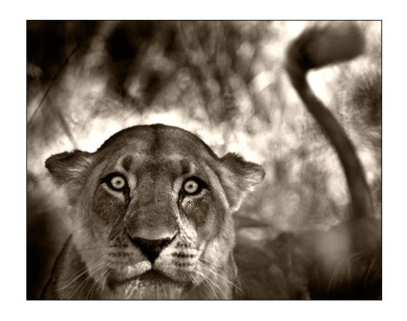 Bruno Calendini - Lionne, Okavango