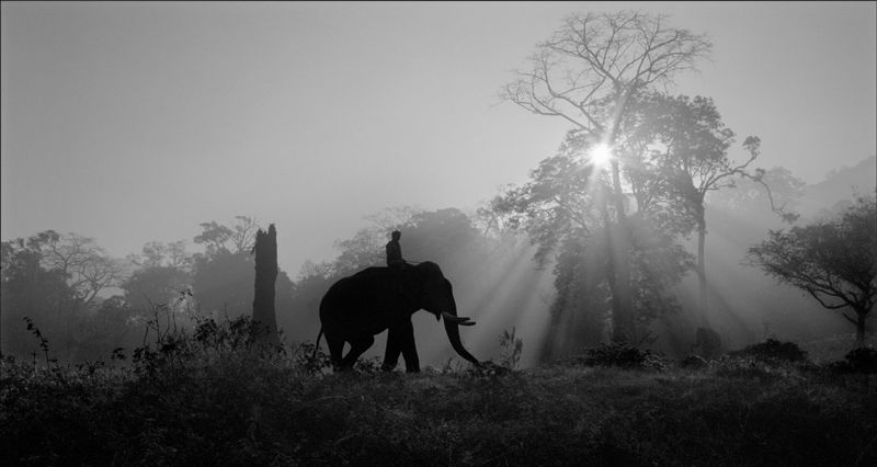 Palani Mohan - Vanishing giants