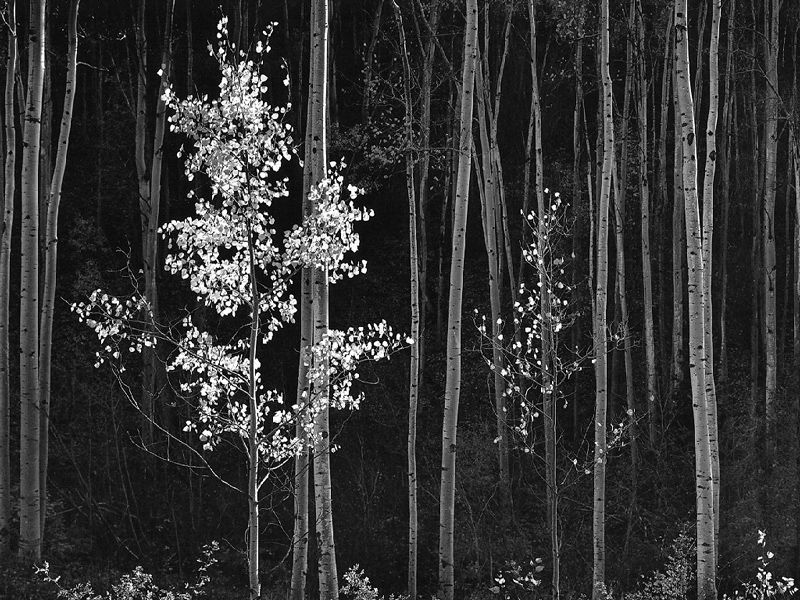 Ansel Adams - Aspens, au nord du Nouveau Mexique, 1958