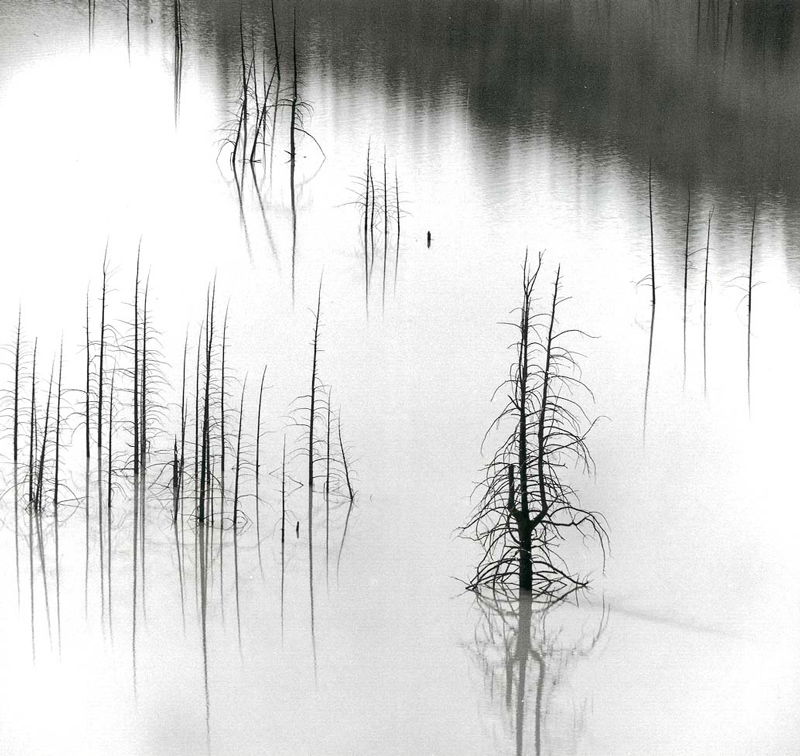 Ansel Adams - Trees, Slide Lake Grand Teton National Park 1965