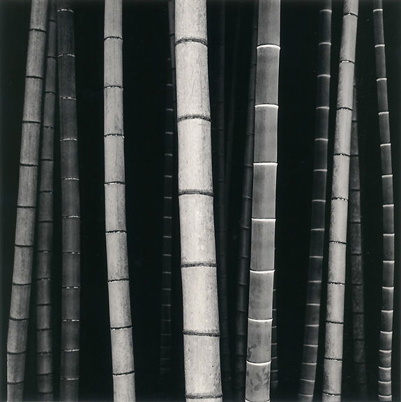 Rolfe Horn - Shuzenji, Study 2, Izu, Japan 2008