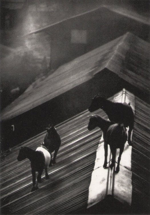 William Eugene Smith - Goats on the roofs, Gabon 1954