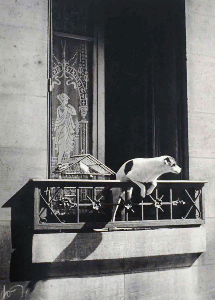André Kertész - Le chien concierge, France 1926