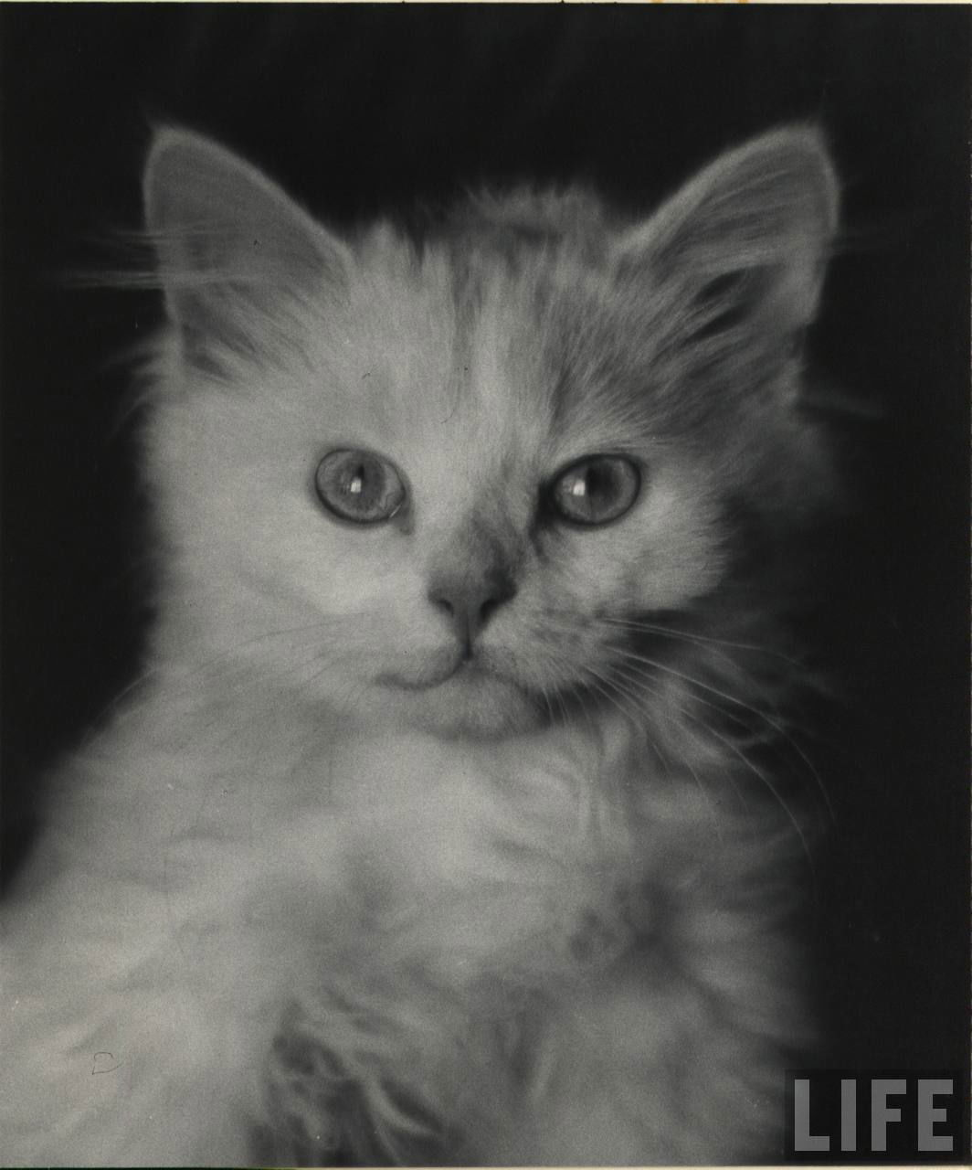 Nina Leen - Cat portrait 1952