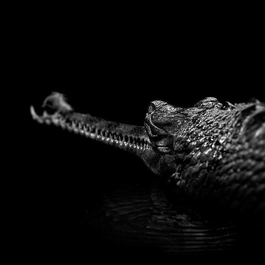 Lukas Holas - Portrait of gavial