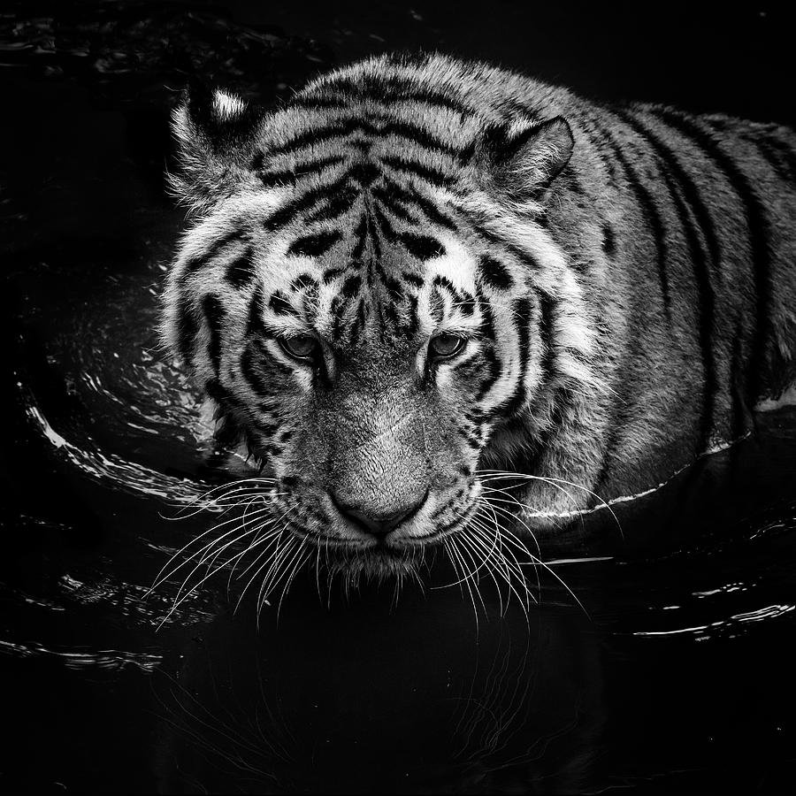 Lukas Holas - Tiger in water