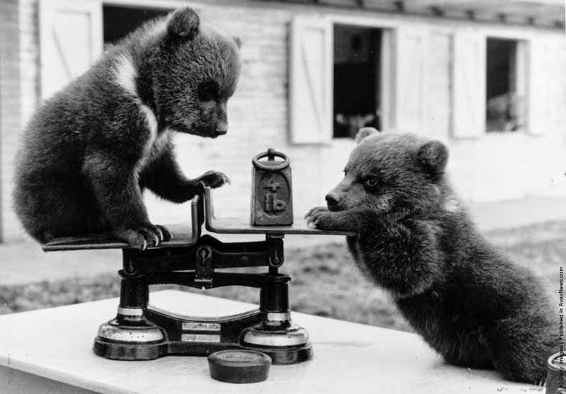 William Vanderson - Two brown bear cubs born at Whipsnade Zoo, Bedfordshire playing with the scales at their first weight check, 1962