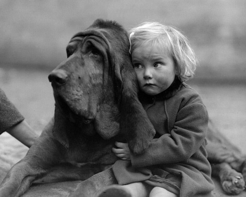 William Vanderson - Bloodhound, Champion Leo of Reynalton, is cuddled by a rather worried-looking Dorothy Horder, London 1935