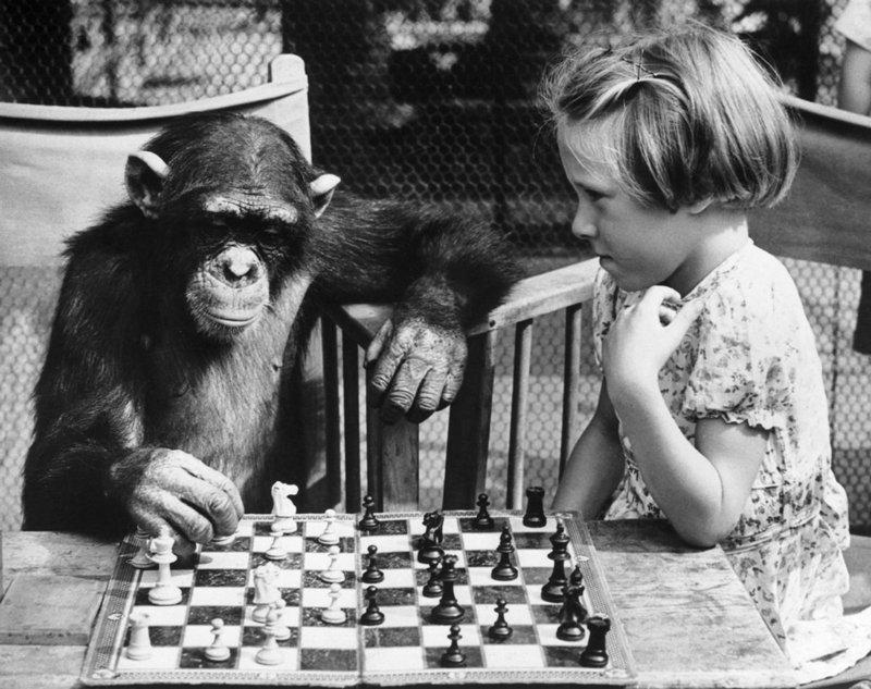 William Vanderson - A young girl from Brighton plays a game of chess with Fifi the chimpanzee at London Zoo, 1965