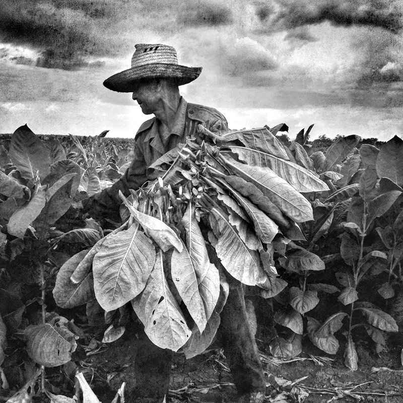 Manuello Paganelli - Tobacco farmer, Cuba