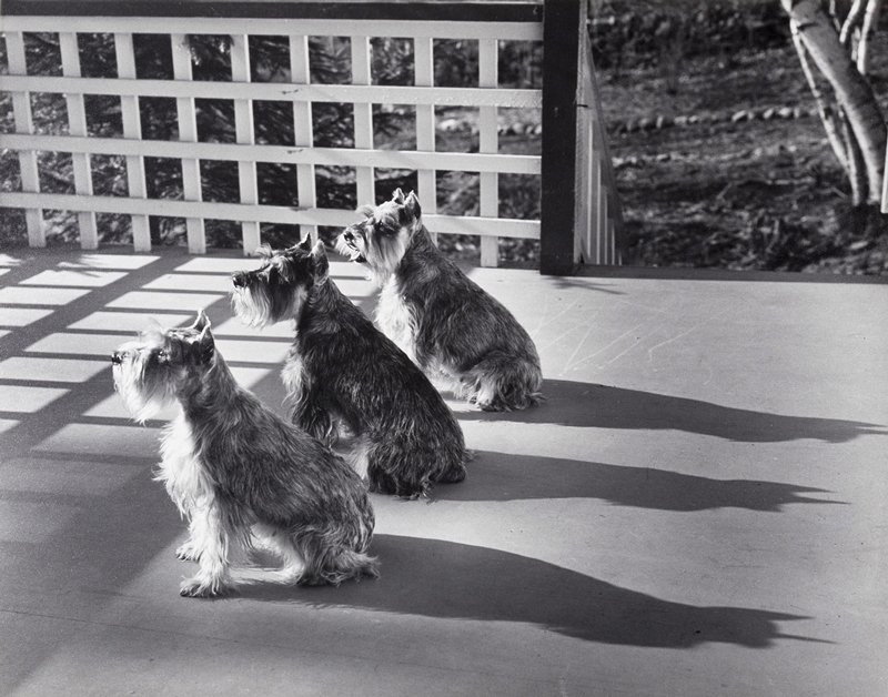 Ilse Bing - Three dogs, 1956
