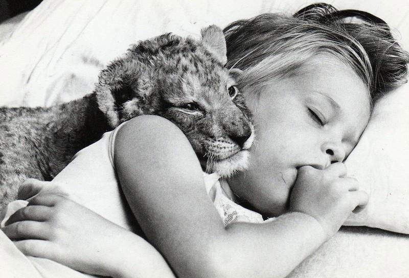 John Drysdale - Going to sleep with a lion, England 1975