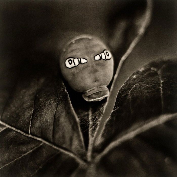 David Johndrow - Tiger swallowtail caterpillar 2009, Platinum palladium Print 10x10