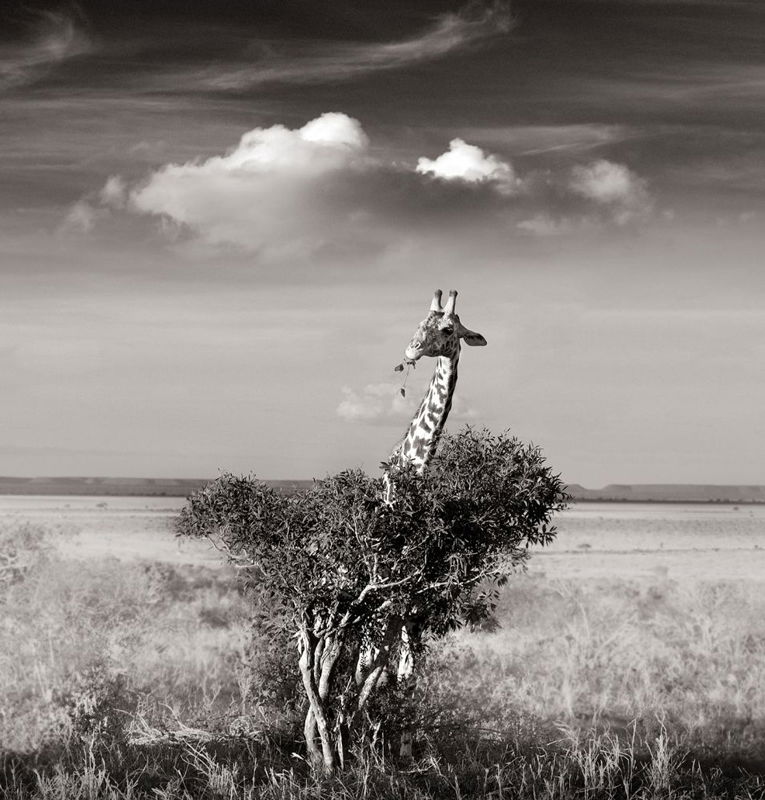 Joachim Schmeisser - Giraffe Tsavo-east