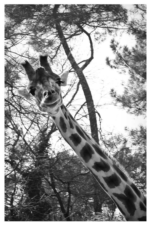 Coucou de girafe, La Flèche, France