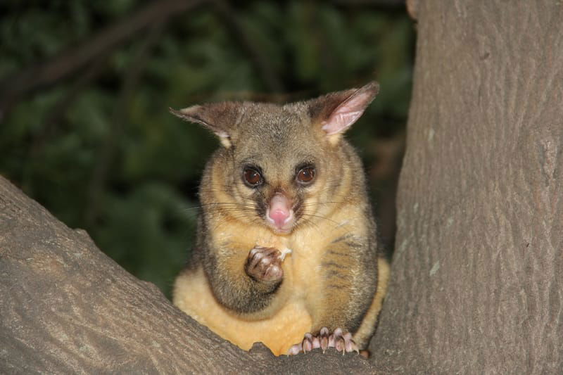 Possum Control