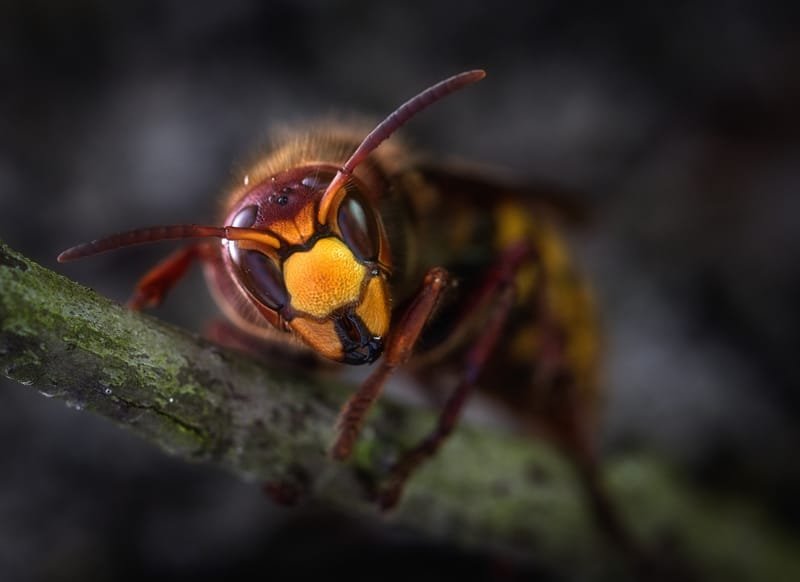 Wasps Removal