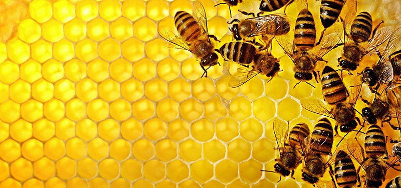 นมผึ้งการปฏิบัติด้านโภชนาการเพื่อสุขภาพดังที่กล่าวมาก่อน
