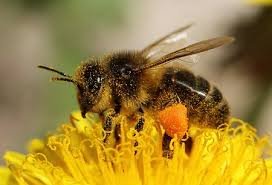 ข้อควรระวังในการรับประทานนมผึ้ง