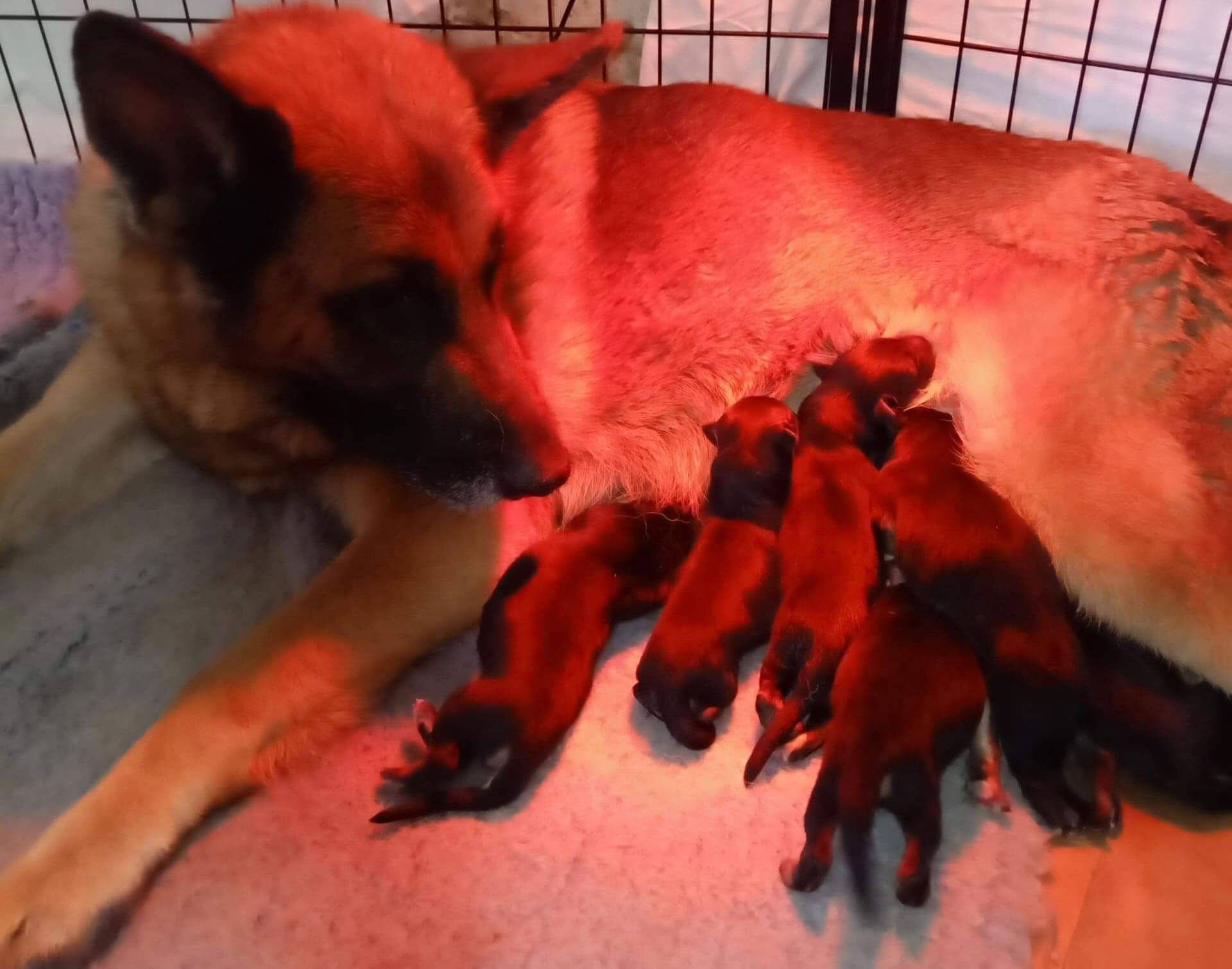 Fantas Puppies Just Born