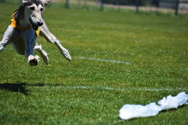 lure Coursing events