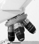 Bone Marrow Microscopic Data (plasma cell lineage images)