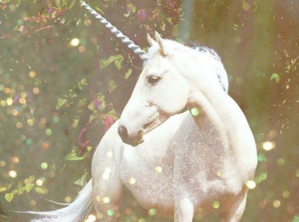 unicorns - wildwood unicorns - wildwood
