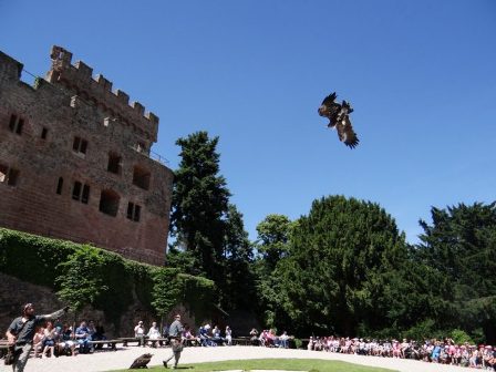 Sortie Volerie des Aigles  et Montagne des Singes - Accueil de Loisirs (COMPLET)
