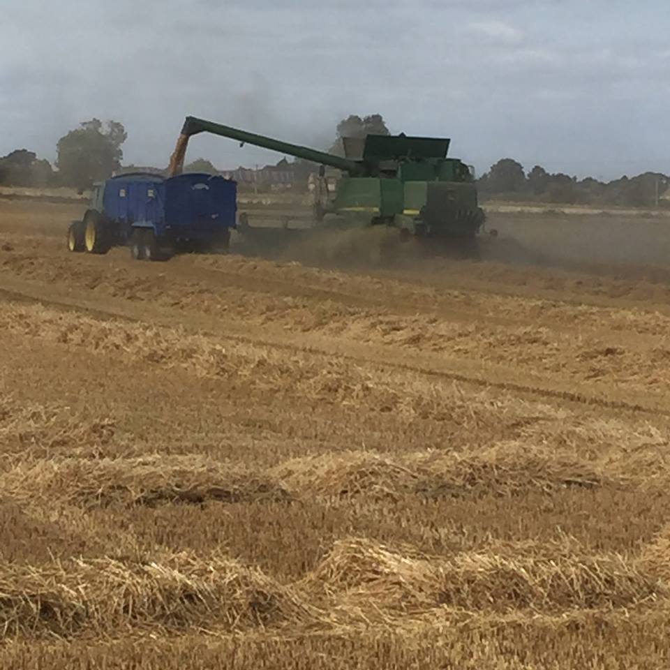 Our growers busy harvesting