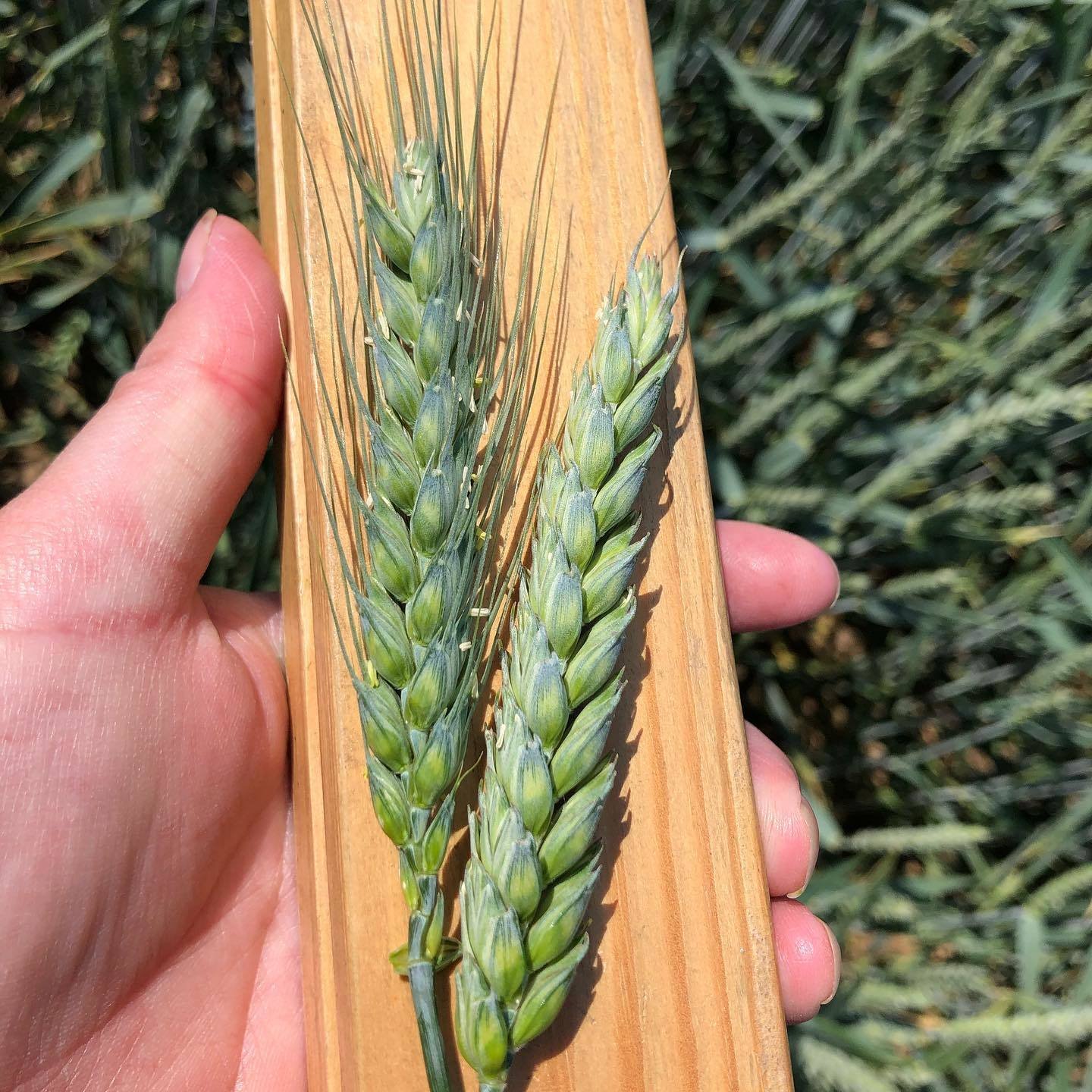 2 different varieties of Wheat