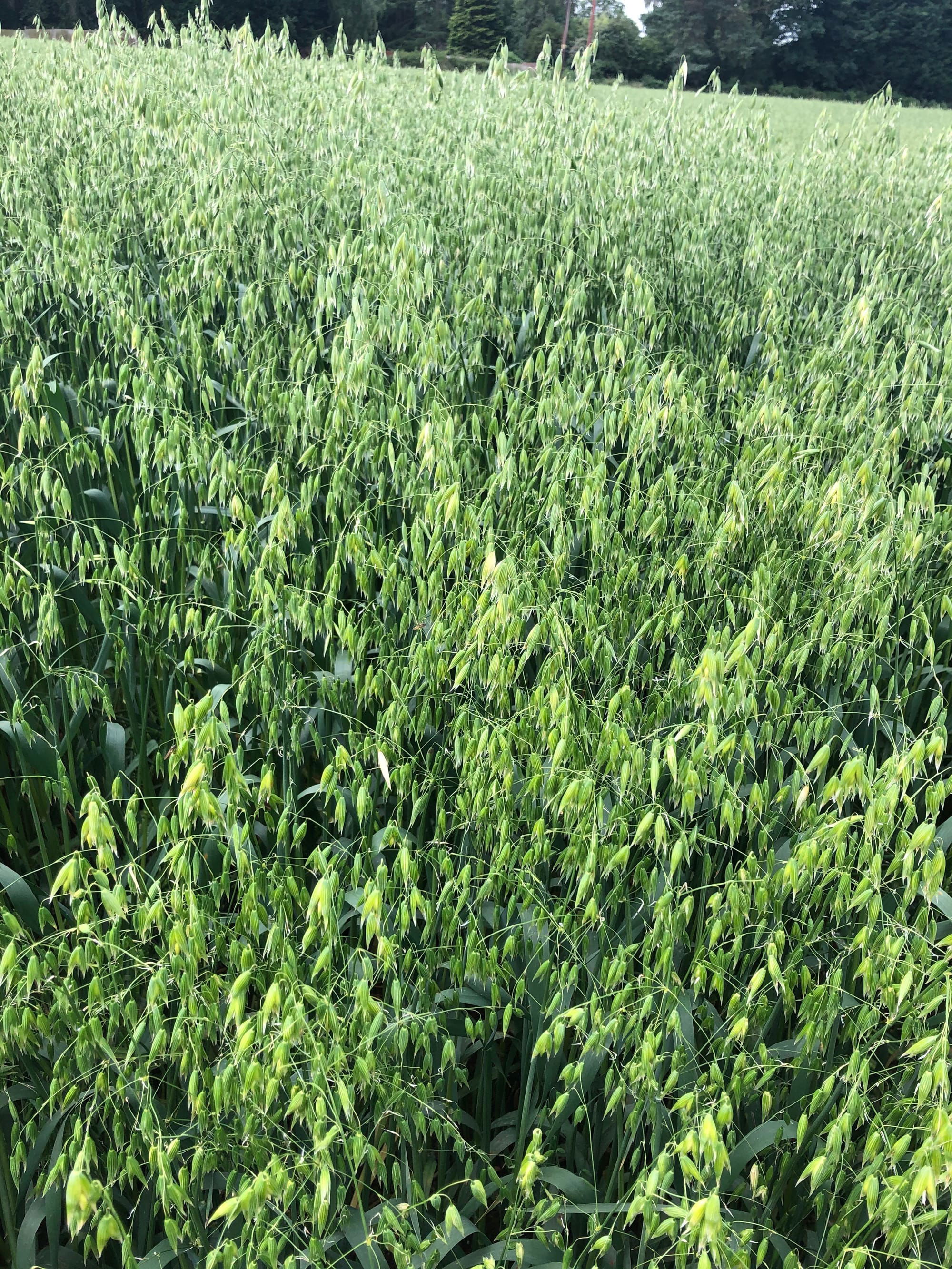 Crop Inspecting Oats 2018