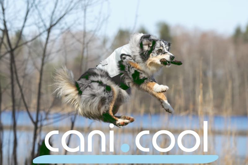 tapis de refroidissement pour chiens, CaniCool