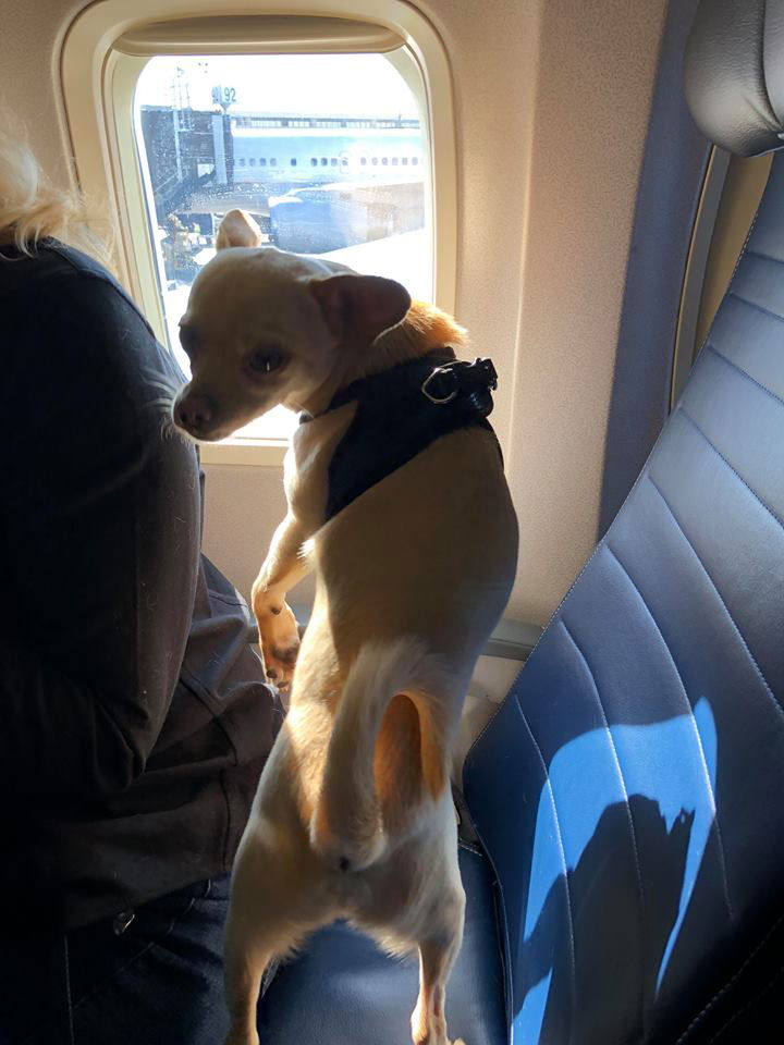 Milo on his first airplane ride!