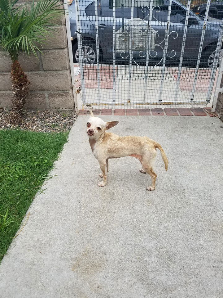 Lucky from Downey Shelter