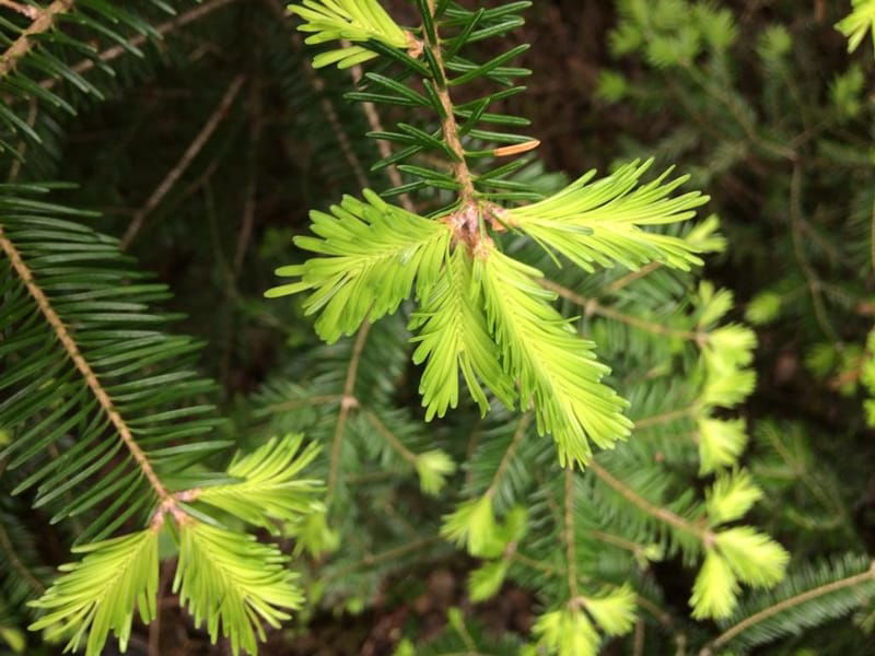 Plantes sauvages