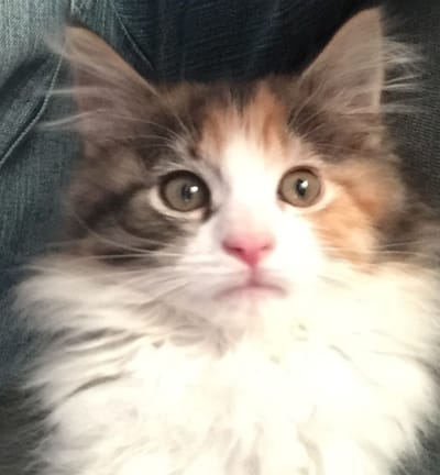 About Maine Coons image