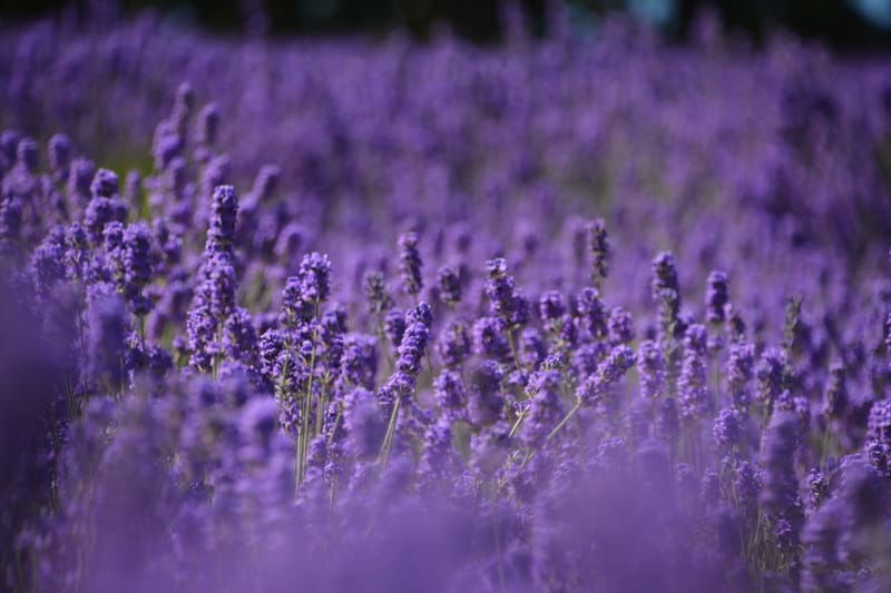 Blakes Lavender Market