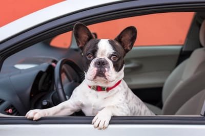 Some of the Consideration to Make When You Are Choosing the Best Dealership in Pet Supplies  image