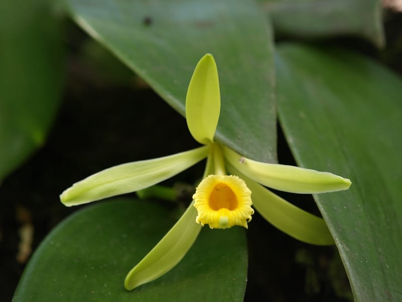 Comment la vanille Est-elle pollinisée naturellement ?